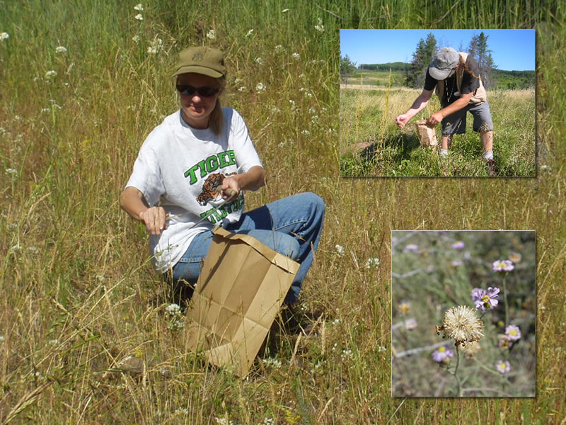 Three pictures: background is a woman kneeling with a brown paper bag collecting seeds from wild plants; lower right is a closeup of a plant seedhead; upper right is a man holding a small brown bag bending over collecting seeds.