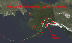 Map indicating Aleutian cress' worldwide distribution.