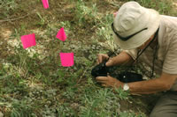 Dr. Farrar photographing a new species of moonwort.