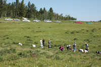 Forest Service employees searching for and marking locations of moonworts.