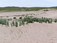 Livestock grazing.