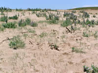 Blowout penstemon successfully thriving on the Nebraska sandhills.