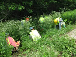 Volunteers and staff pull the non-native invasive plant wild chervil from roadside ditches.