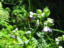 Appalachian Jacob's ladder in bloom, being visited by a butterfly.