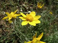Eriophyllum lanatum var. hallii, Fort Tejon woolly sunflower.