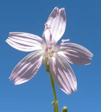Stephanomeria minor var. uintaensis flower.