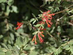 Close-up of Bouvardia flowers