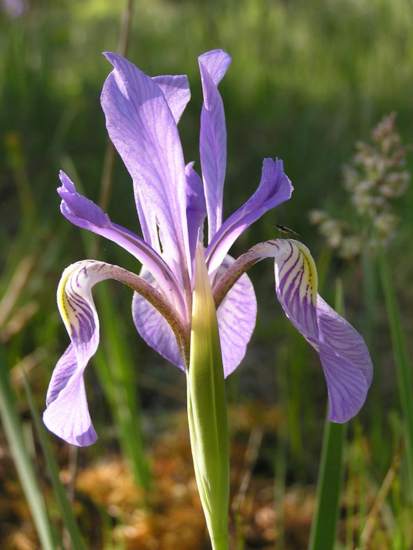 ocky Mountain iris (<em>Iris missouriensis</em>). Photo by S. Olson.
