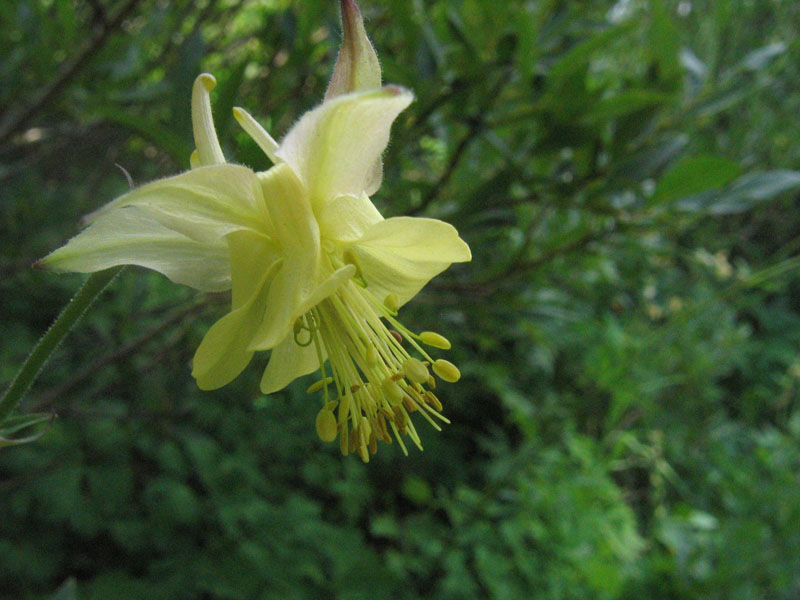 Yellow columbine (<em>Aquilegia flavescens</em>). Photo by W. Padgett.