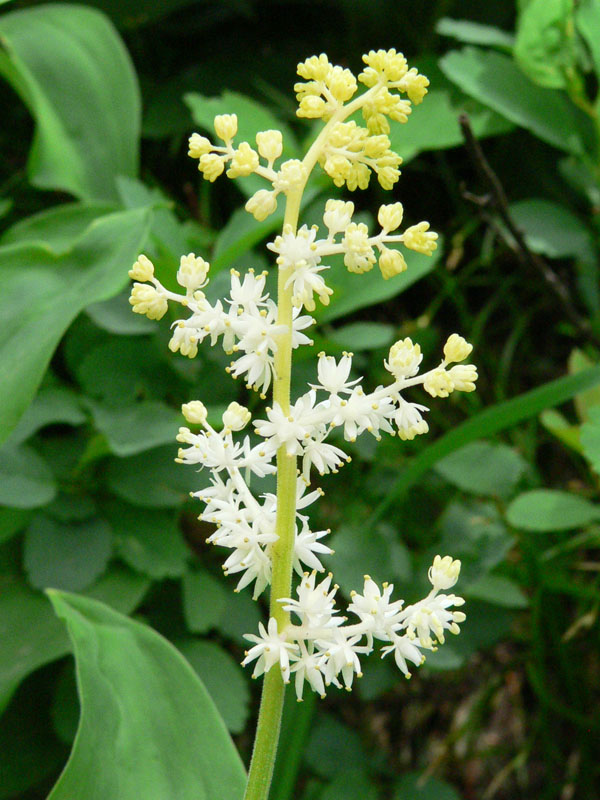 Feathery false lily of the valley (<em>Maianthemum racemosum</em>). Photo by T. Prendusi.