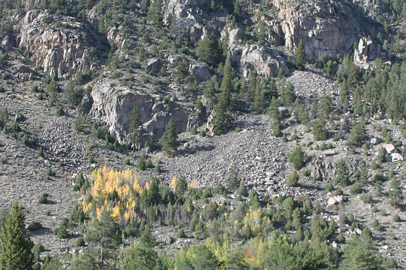 bare rocky mountain with aspen growing in the talus slope at its base.