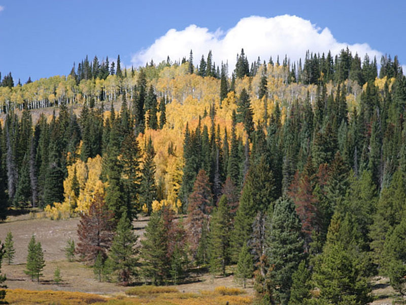 Routt National Forest. Photo by B. Lilly.