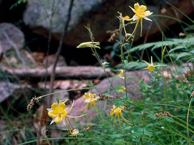 Aquilegia chrysantha occurring on a rock cliff face.