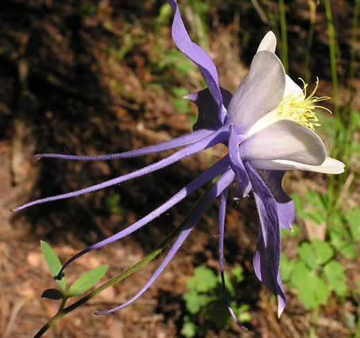 Aquilegia coerulea flower
