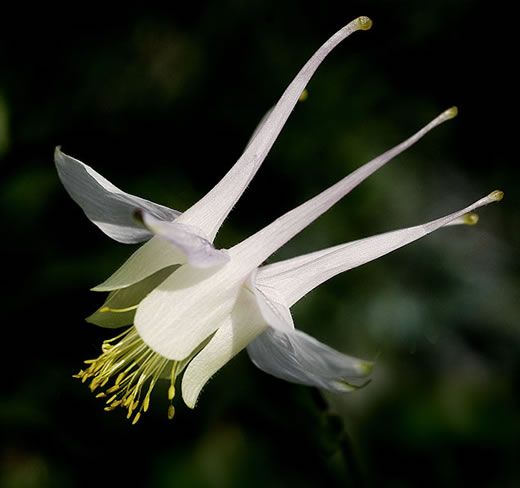 Aquilegia pubescens flower
