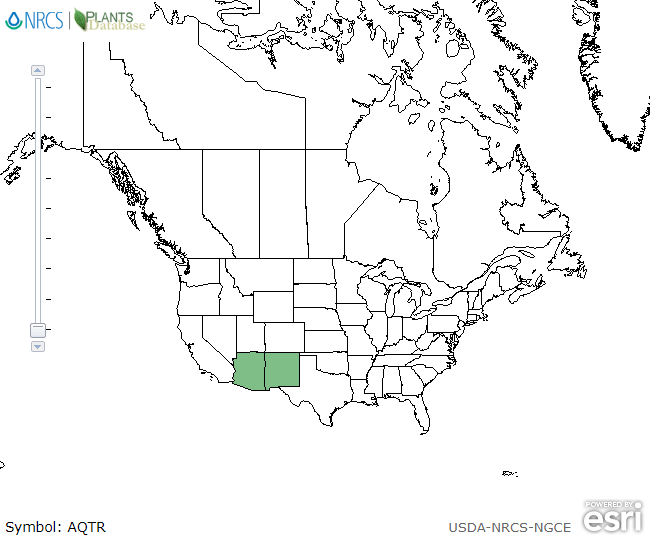 Map of the range of Aquilegia triternata in North America.