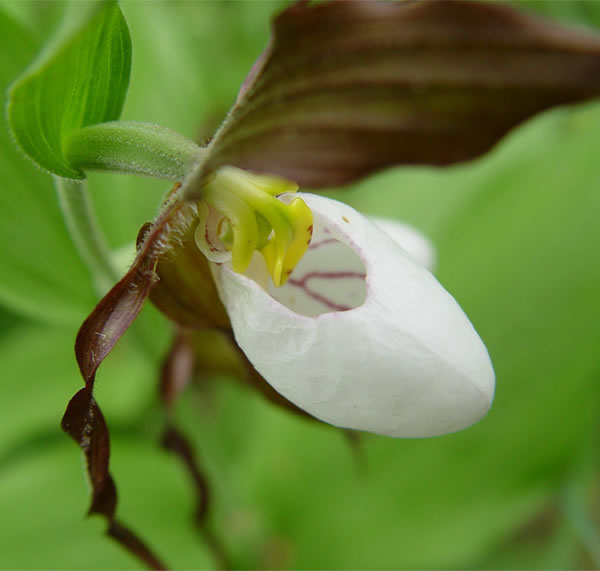 the mountain lady's slipper.