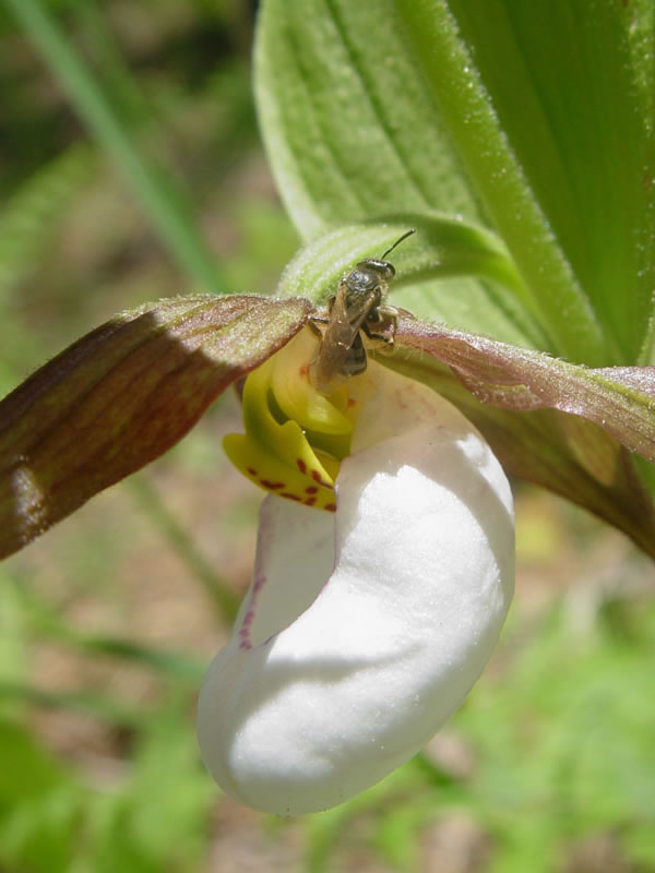 bee crawling out of a mountain lady's slipper.