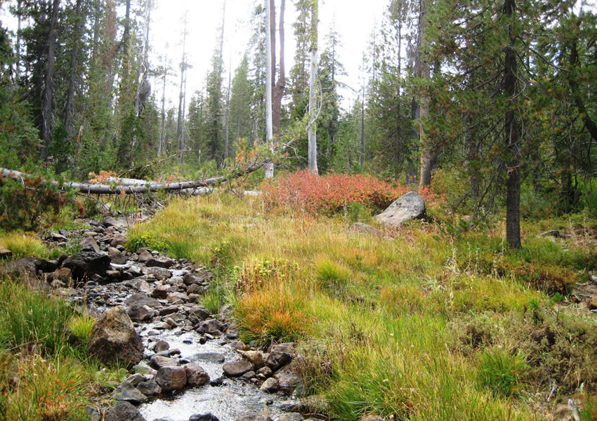 A stream side opening in a coniferous forest.