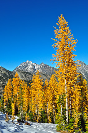 The fall color of a subalpine larch set against a backdrop of a beautiful blue sky and Mt.. Stewart,on the Cle Elum Ranger District, Okanogan-Wenatchee National Forest.