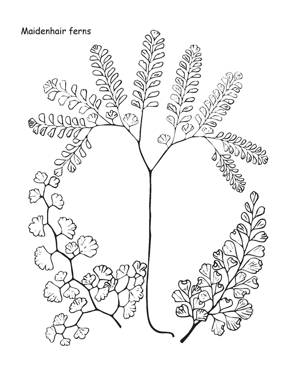 Maidenhair ferns (Adiantum spp.)