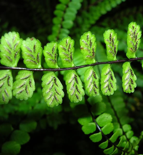 Underside of a maidenhair spleenwort fern leaf, sori with linear indusia.