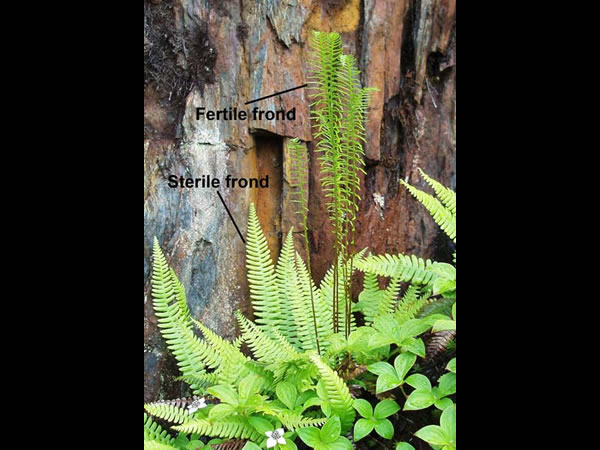 Deer fern (Blechnum spicant) with a fertile and a sterile frond labeled.