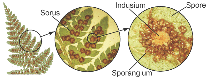Three images of increasing magnification of the underside of a fern leaf showing sori, sorus, and sporangium.