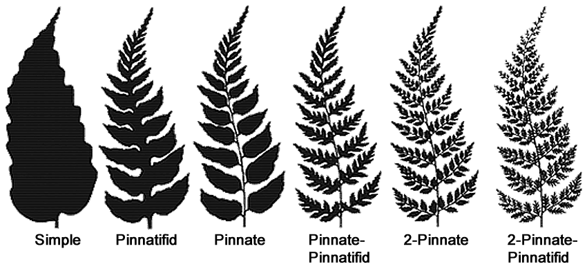 Fern leaf silhouettes: simple, pinnatified, pinnate, pinnate-pinnatified, 2-pinnate, and 2-pinnate-pinnatified.