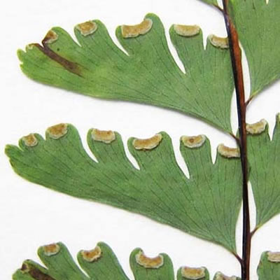 Underside of a western maidenhair fern leaf.