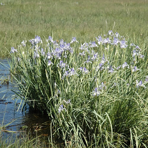 Iris missouriensis habitat.
