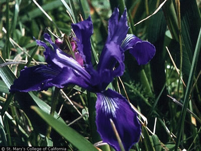 Iris missouriensis showing a dark violet color.