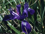 western blue flag iris.