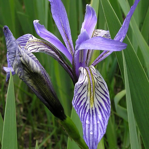 Iris missouriensis displaying its prominent nectar guides.