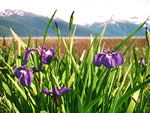 Wild Flag Iris, Iris setosa.