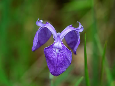 Iris tridentata.