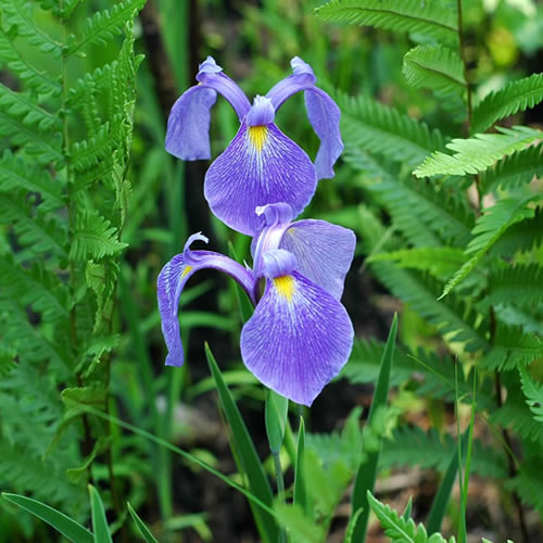 Iris tridentata.