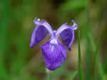 Savannah Iris, Iris tridentata.