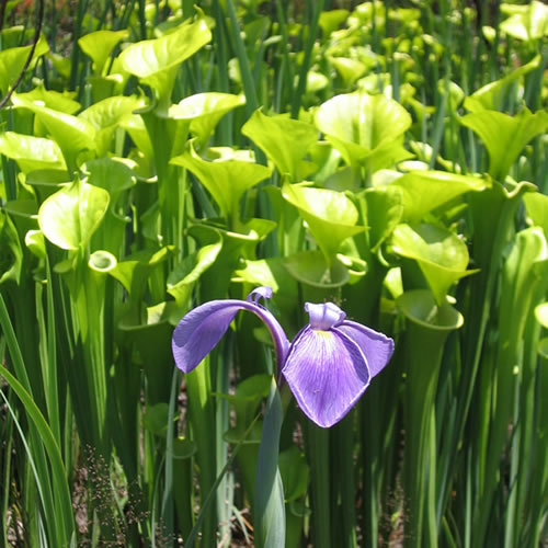 Iris tridentata habitat.