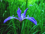 Harlequin Blue Flag Iris, Iris versicolor.