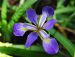 Southern Blue Flag Iris, Iris vvirginica var. virginica.