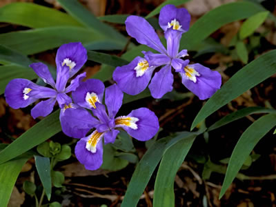 Iris cristata.