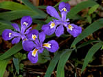 crested iris, Iris cristata.