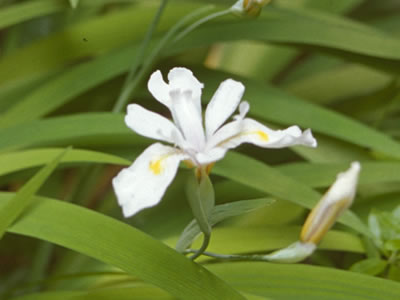 Iris tenuis.