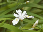 Clackamas Iris, Iris tenuis.