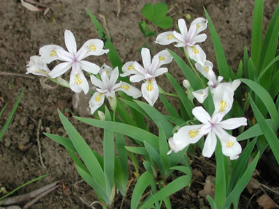 Iris lacustris.