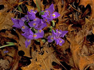 Iris verna var. smalliana.