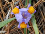 Coastal Plain Dwarf Violet Iris, Iris verna var. verna.