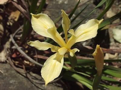 Iris fernaldii.