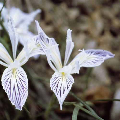 white Iris innominata.